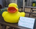 Duck race 1 emailsm